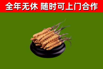 横沥镇烟酒回收冬虫夏草.jpg